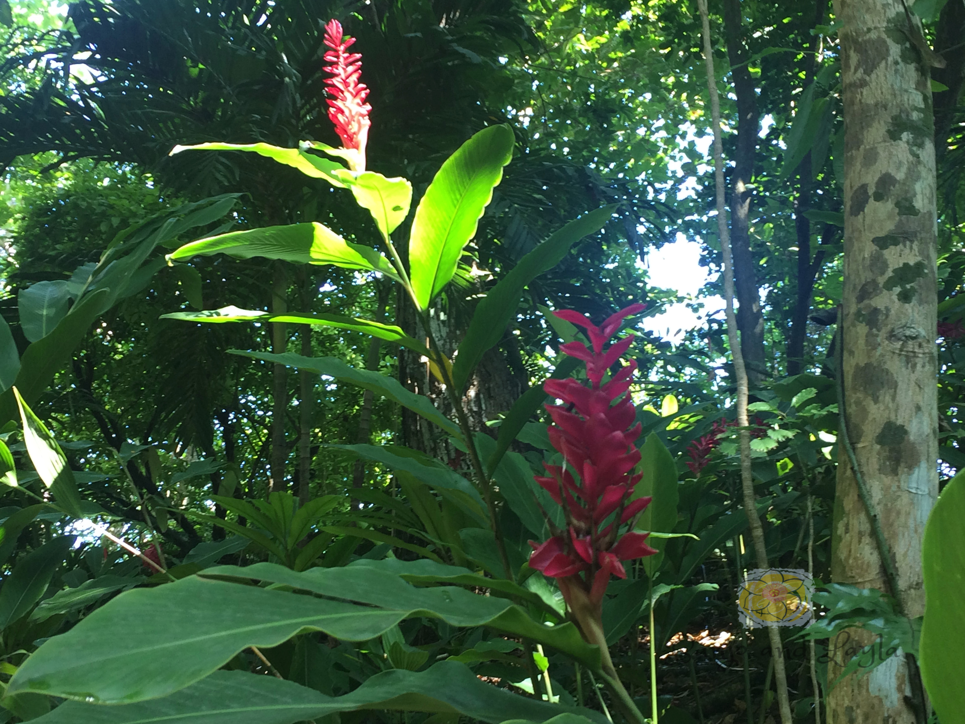 Flowers in Jamaica