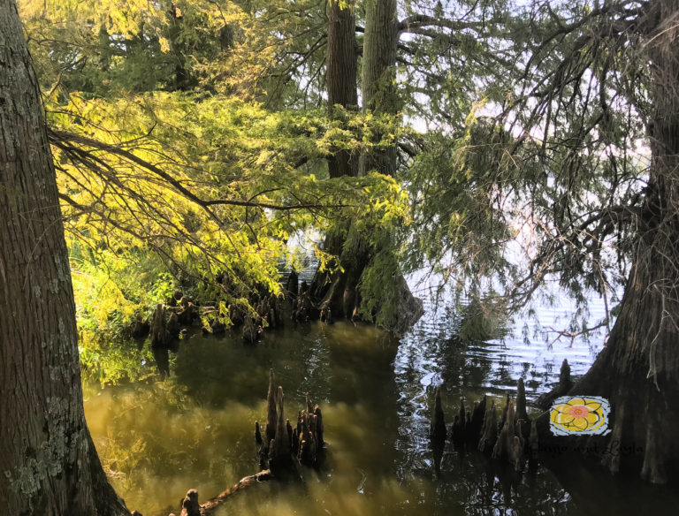 ReelfootLake Banjo and Layla's Lifestyle and Travel
