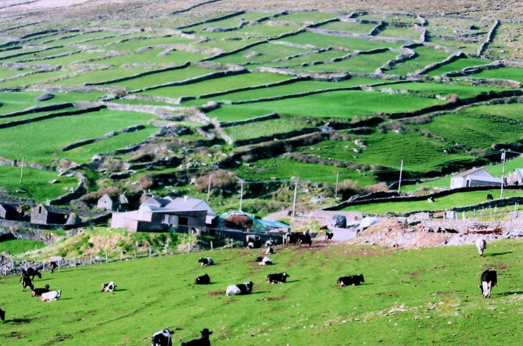 Irish farmland along the Ring of Kerry in Ireland.