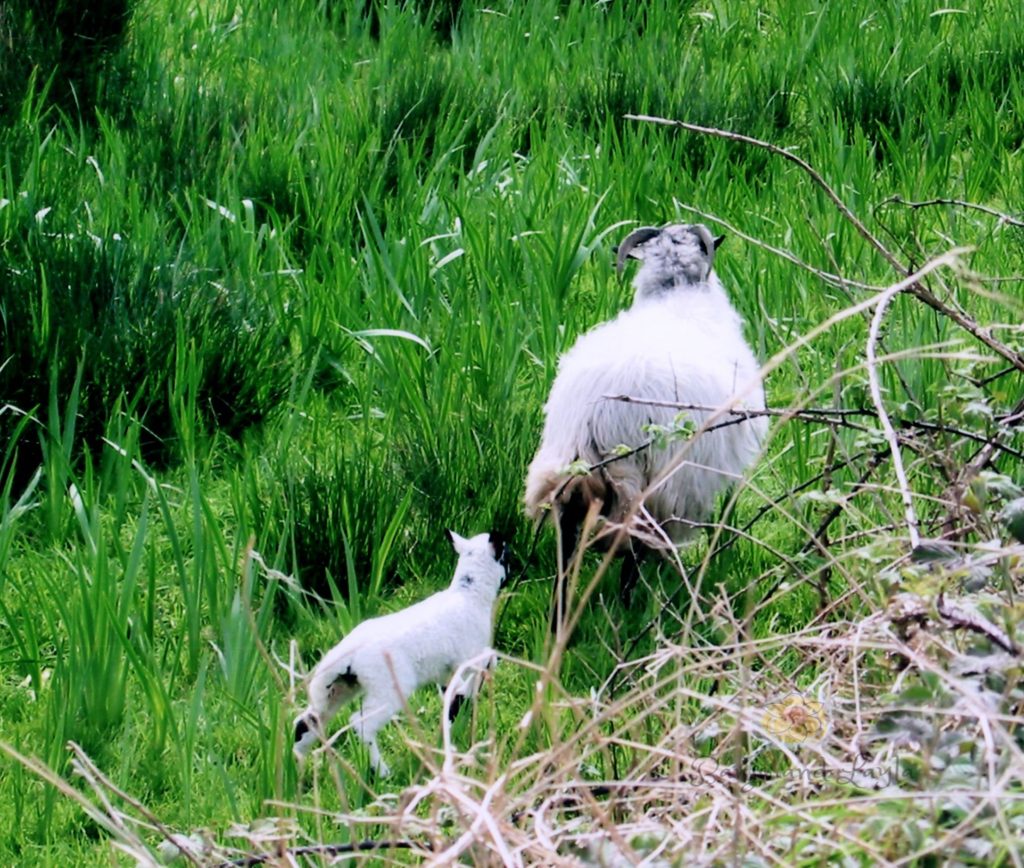 Mama sheep with her baby along the Ring of Kerry in Ireland.