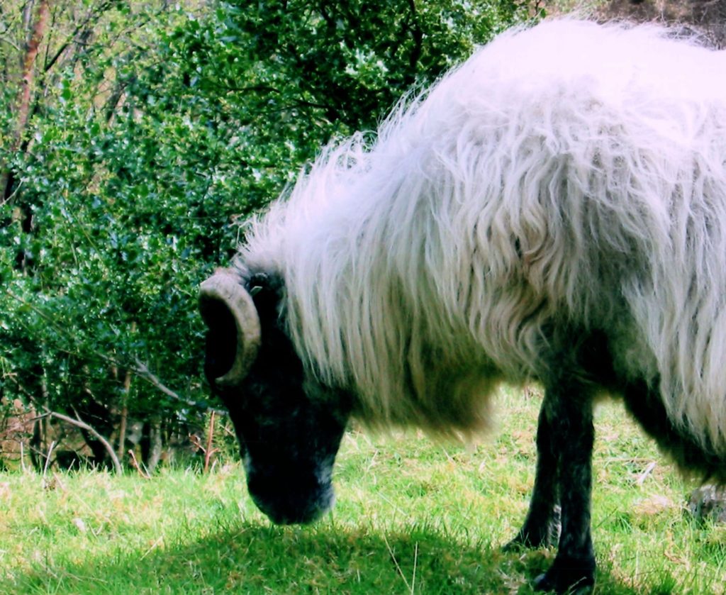 Mountain goats are the thing in Killorglin during Puck Fair along the Ring of Kerry in Ireland.