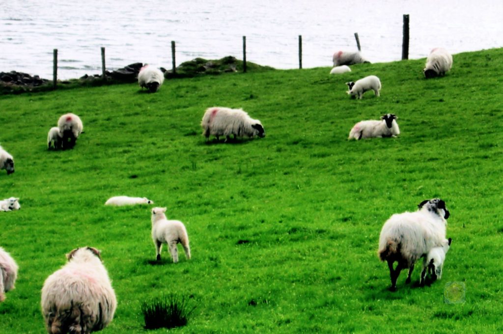 Sheep grazing by the water along the Ring of Kerry in Ireland.