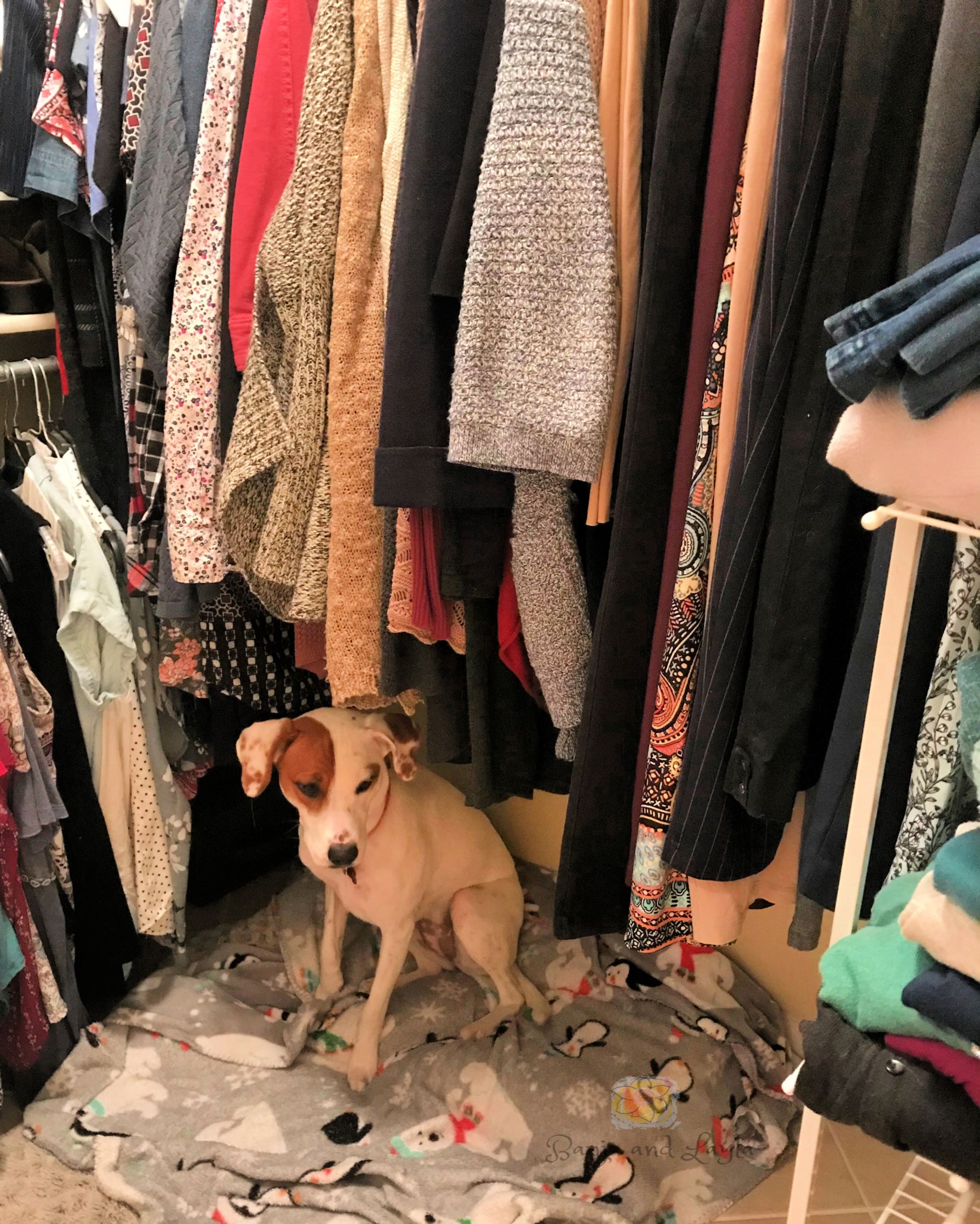 Homeorganizingtipsdogbedincloset-1 | Banjo And Layla's Lifestyle And Travel