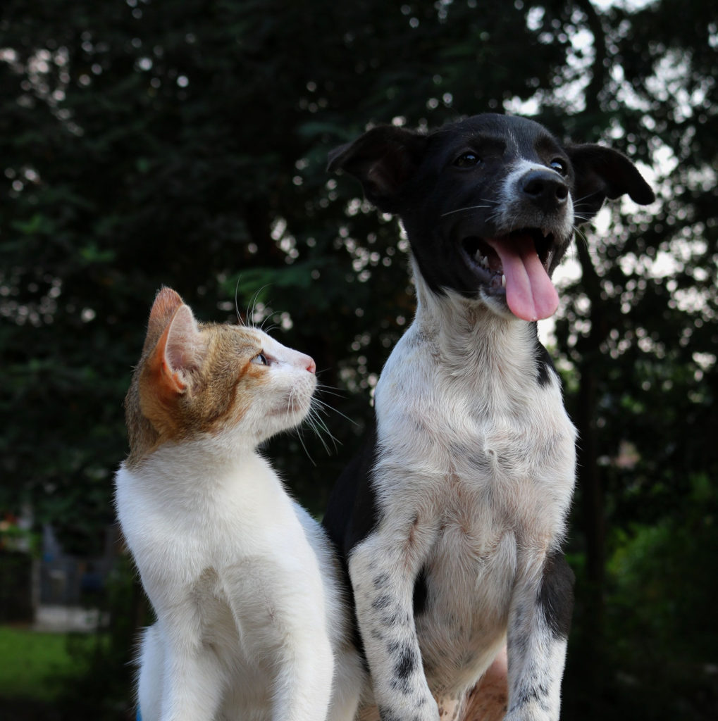 Cat People vs. Dog People. The differences may surprise you.