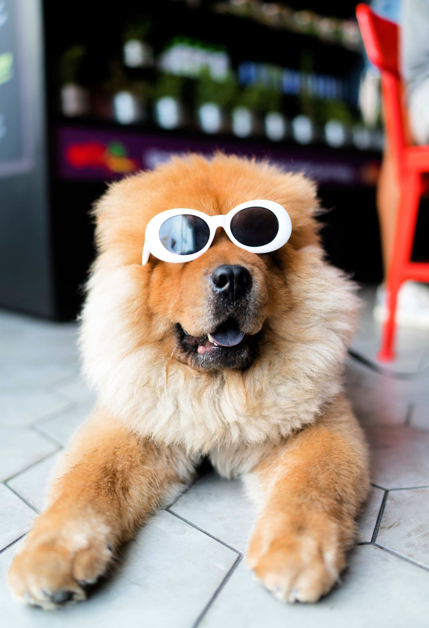 Dog-with-sunglasses | Banjo And Layla's Lifestyle And Travel