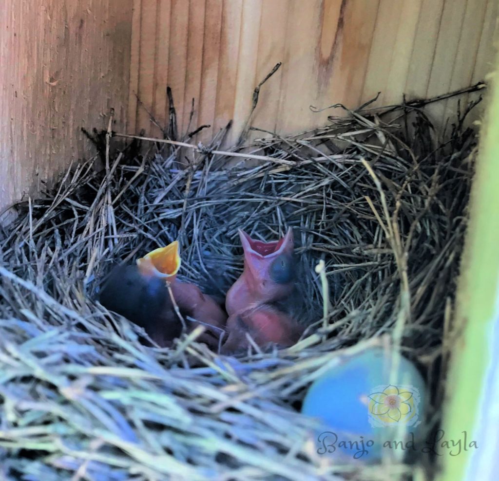 How to attract bluebirds to your yard. Hungry babies in nest
