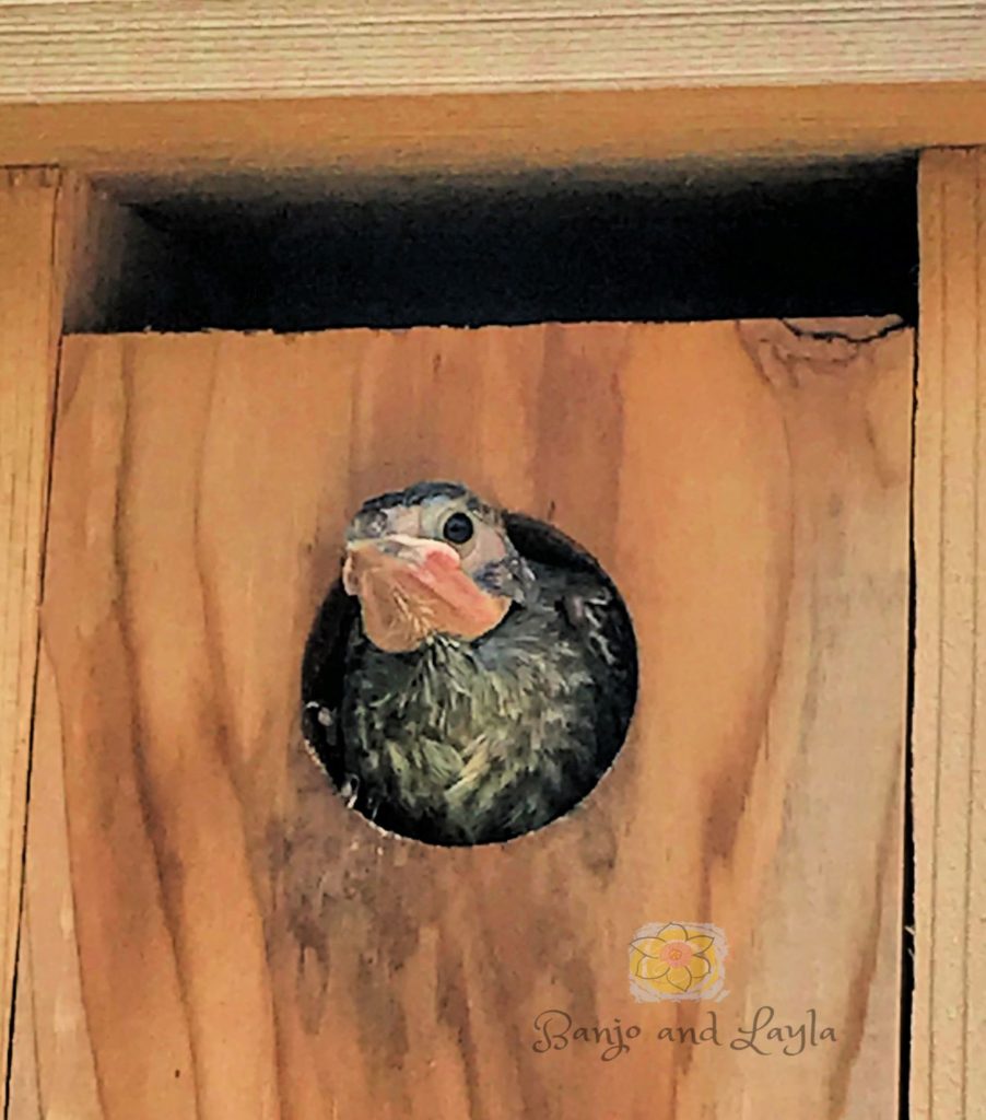 How to attract bluebirds to your yard. Get a birdhouse with the right size entrance hole