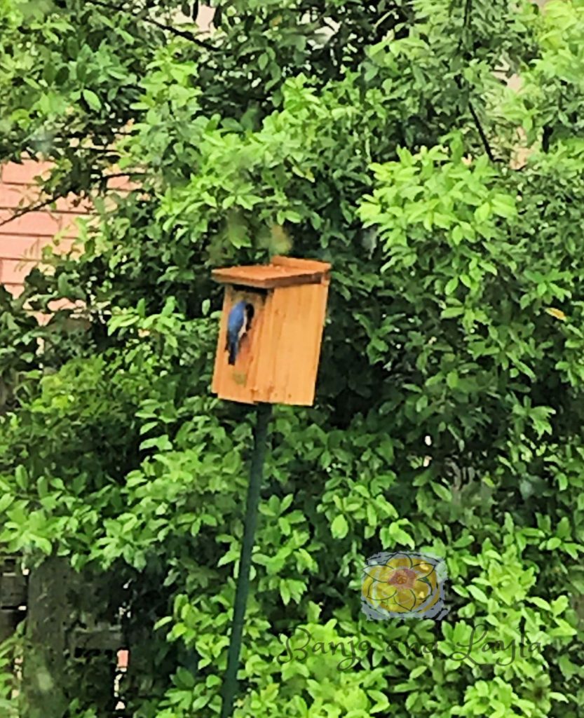 How to Attract Bluebirds to Your Yard. Birdhouse with no perch