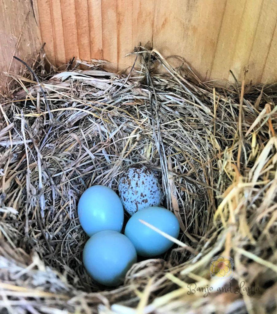 How to attract bluebirds to your yard. pale blue eggs in nest