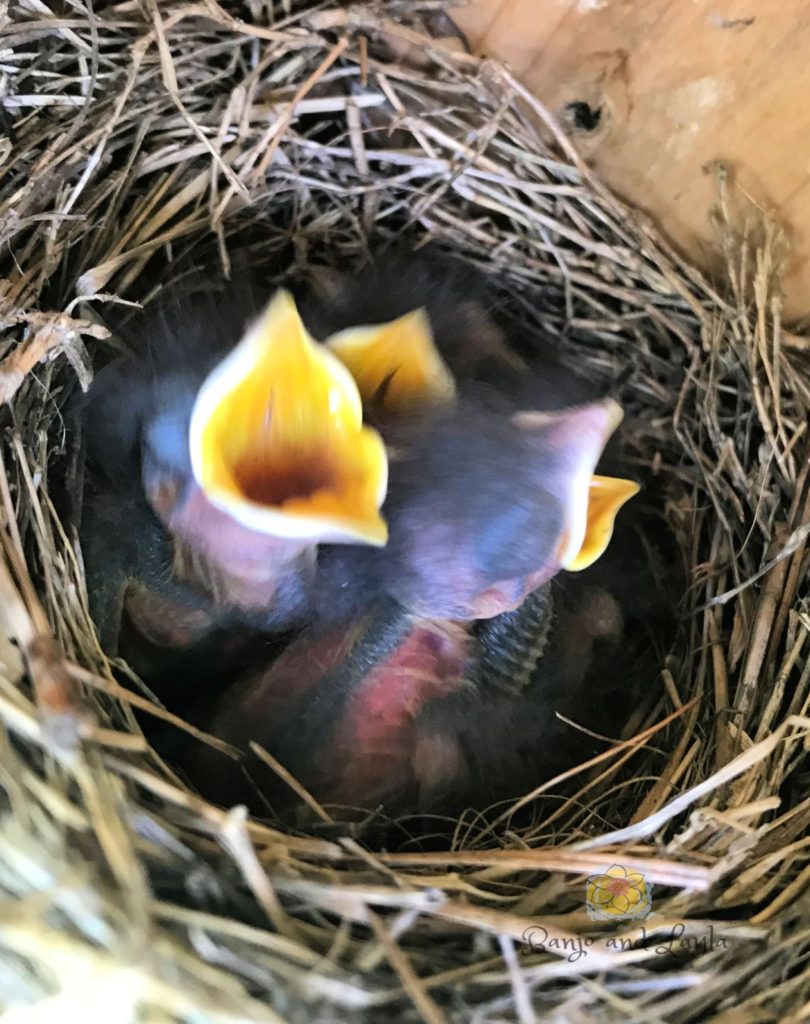 How to attract bluebirds to your yard babies in nest