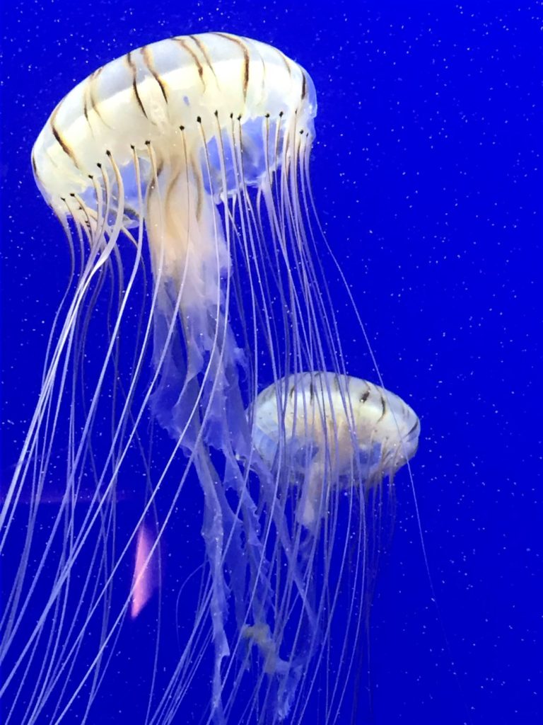 Jellyfish in Georgia Aquarium Atlanta
