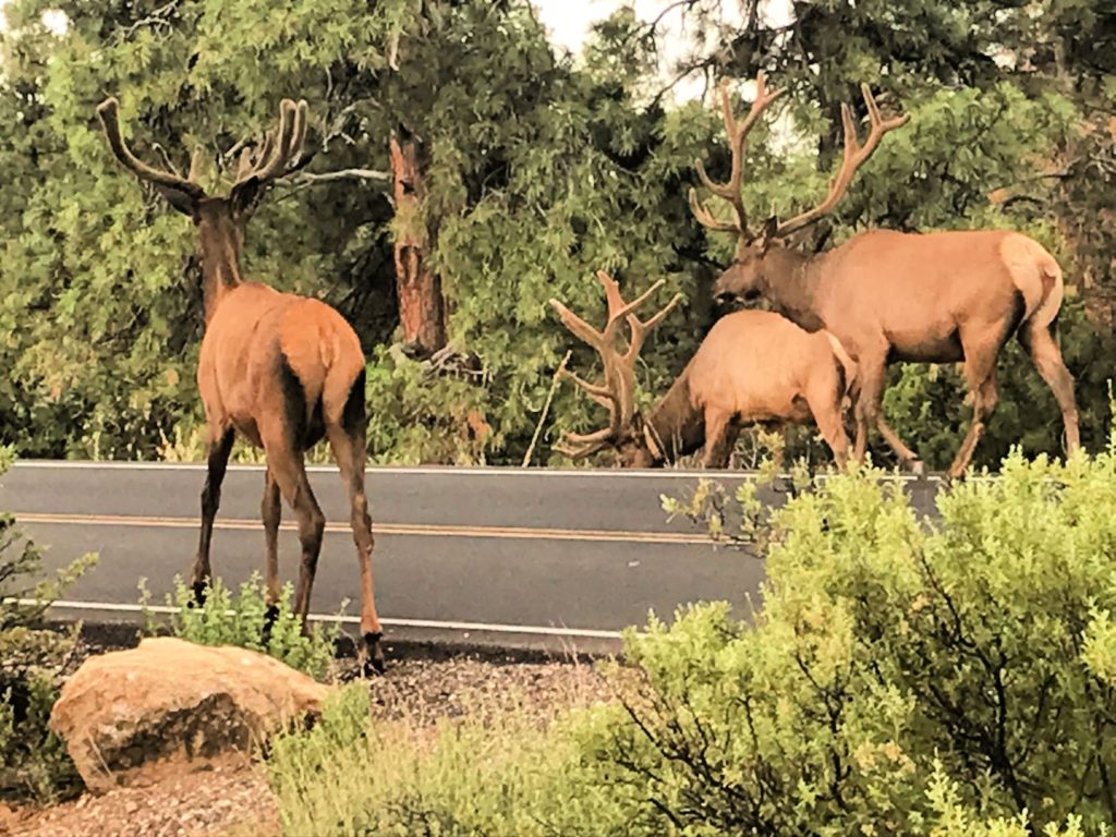 Grand Canyon elk