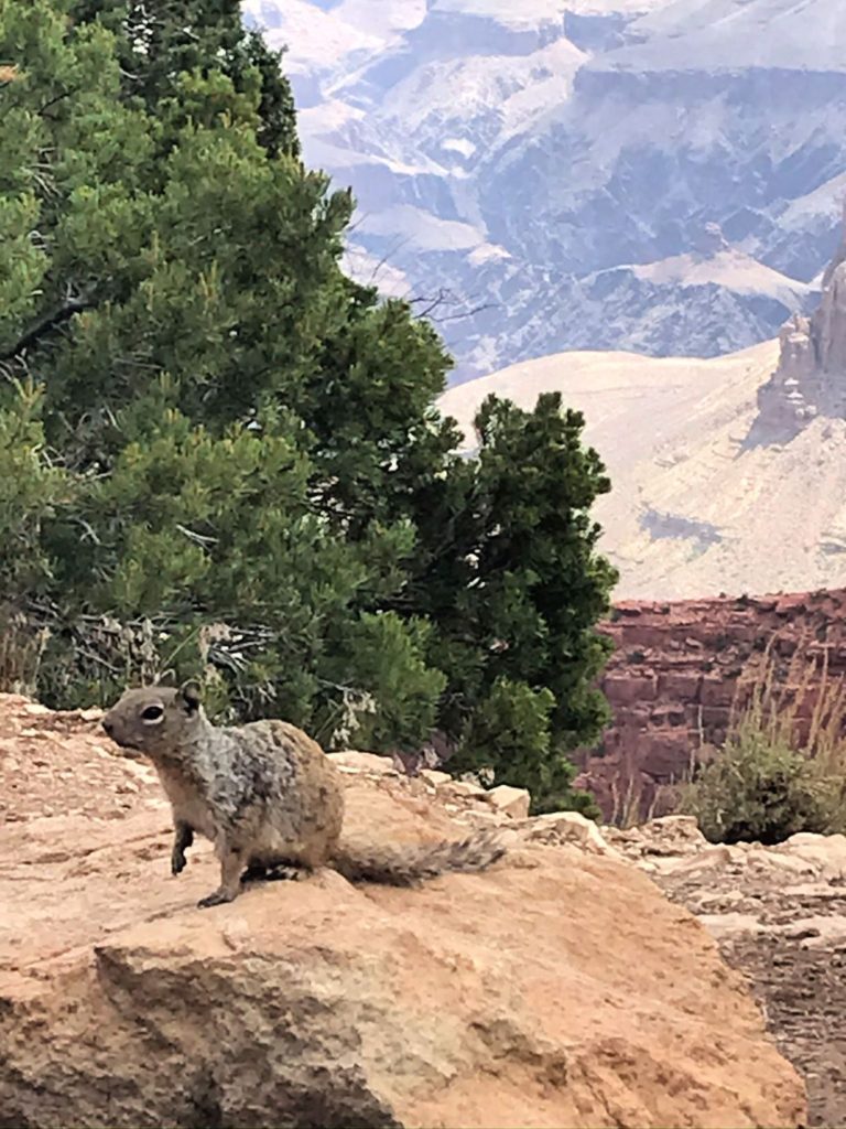 wildlife Grand Canyon