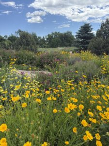 Yellow wildflowers